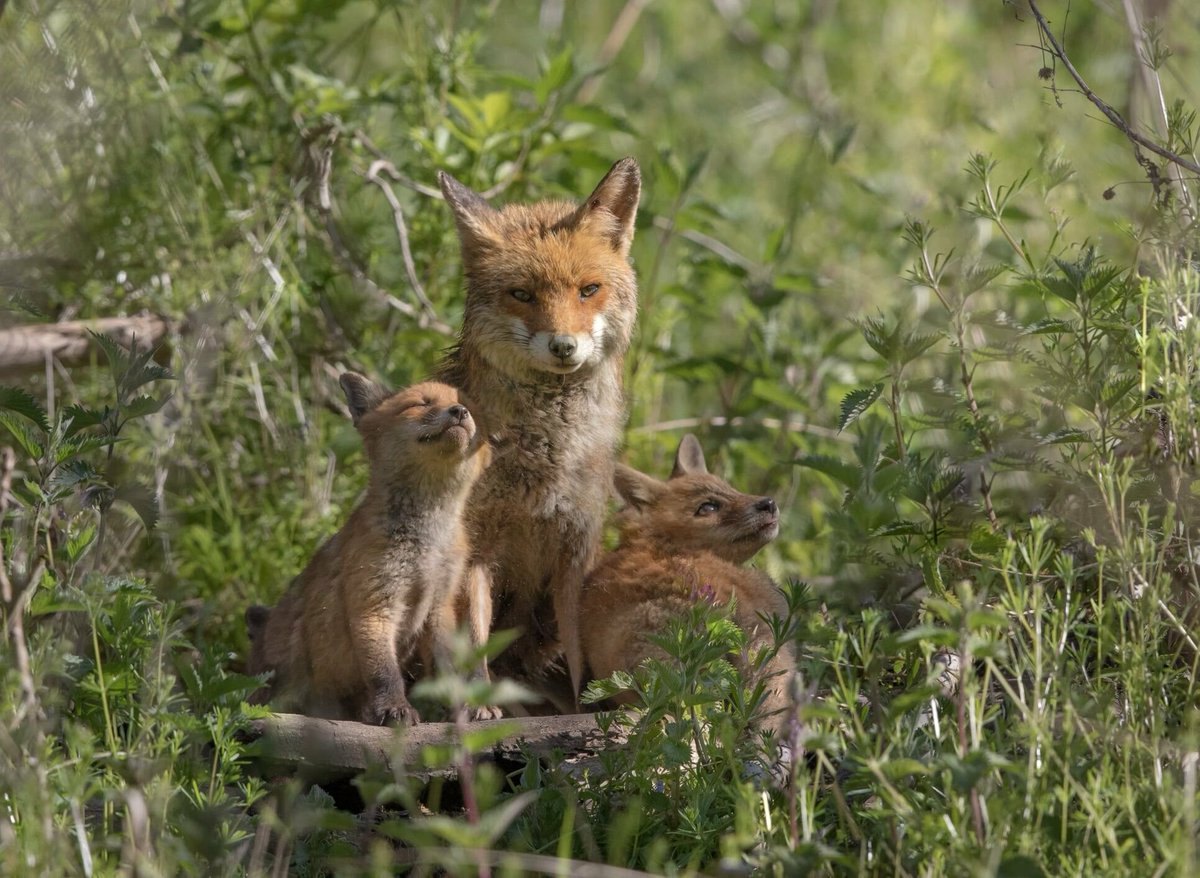 Les renards de ce photographe amateur des Yvelines ont tapé dans l’œil de… la Poste ➡️ l.leparisien.fr/DvgZ