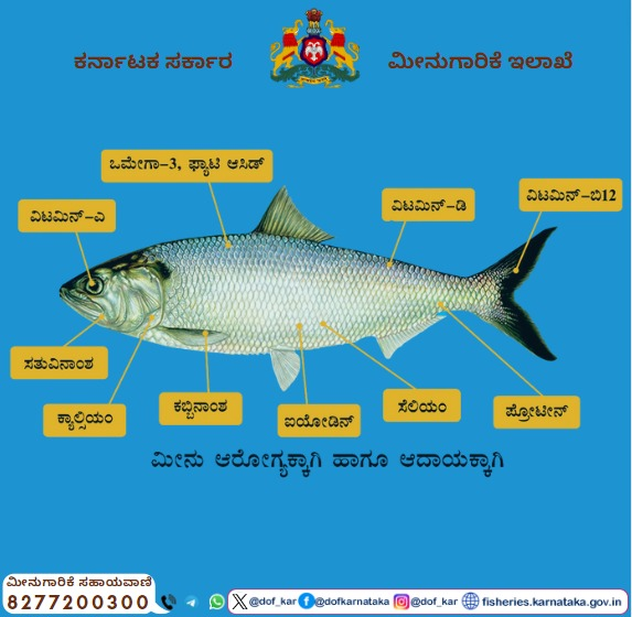 ಮೀನು ಆರೋಗ್ಯಕ್ಕಾಗಿ ಹಾಗೂ ಆದಾಯಕ್ಕಾಗಿ. #ಮೀನುಗಾರಿಕೆಇಲಾಖೆ #ಕರ್ನಾಟಕ #ಮೀನುಗಾರಿಕೆಸಹಾಯವಾಣಿ #dof #fisheries #karnataka #fisherieshelpline #dof_kar