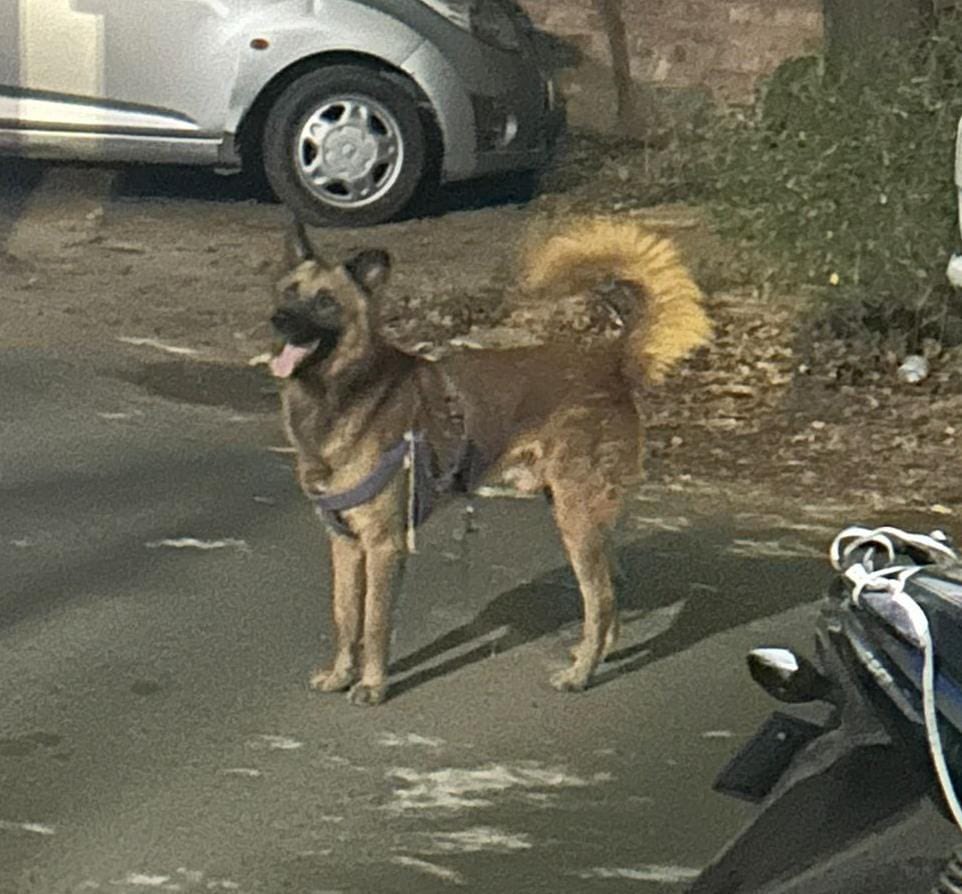 🐾 Lost or abandoned German Shepherd found in J block, Palam Vihar on 6th May. Wearing a harness, likely a pet. Currently safe. Contact Shweta @ 9871116433 with any info. Please share in Palam Vihar groups #Delhi 🐾 bit.ly/3y3rFcY RT!