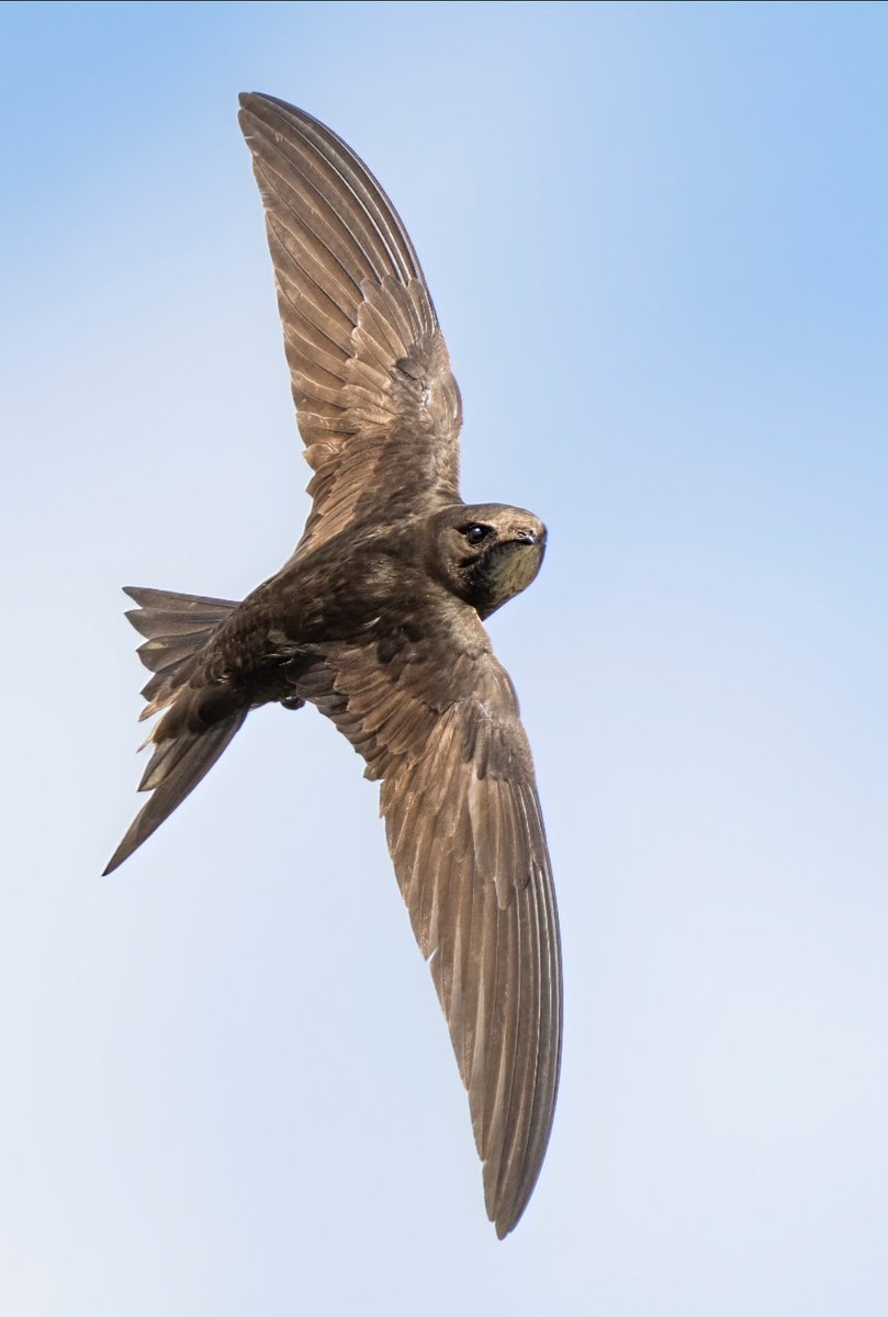 Different to any other animal on earth, barely even an animal at all, more an element just like earth, fire, water; Swifts, could conceivably be ‘air’ From the moment the juvenile free-falls from the nest, it will never, ever feel ground beneath its feet 🖋️ JG Gamble 📷 R Booth