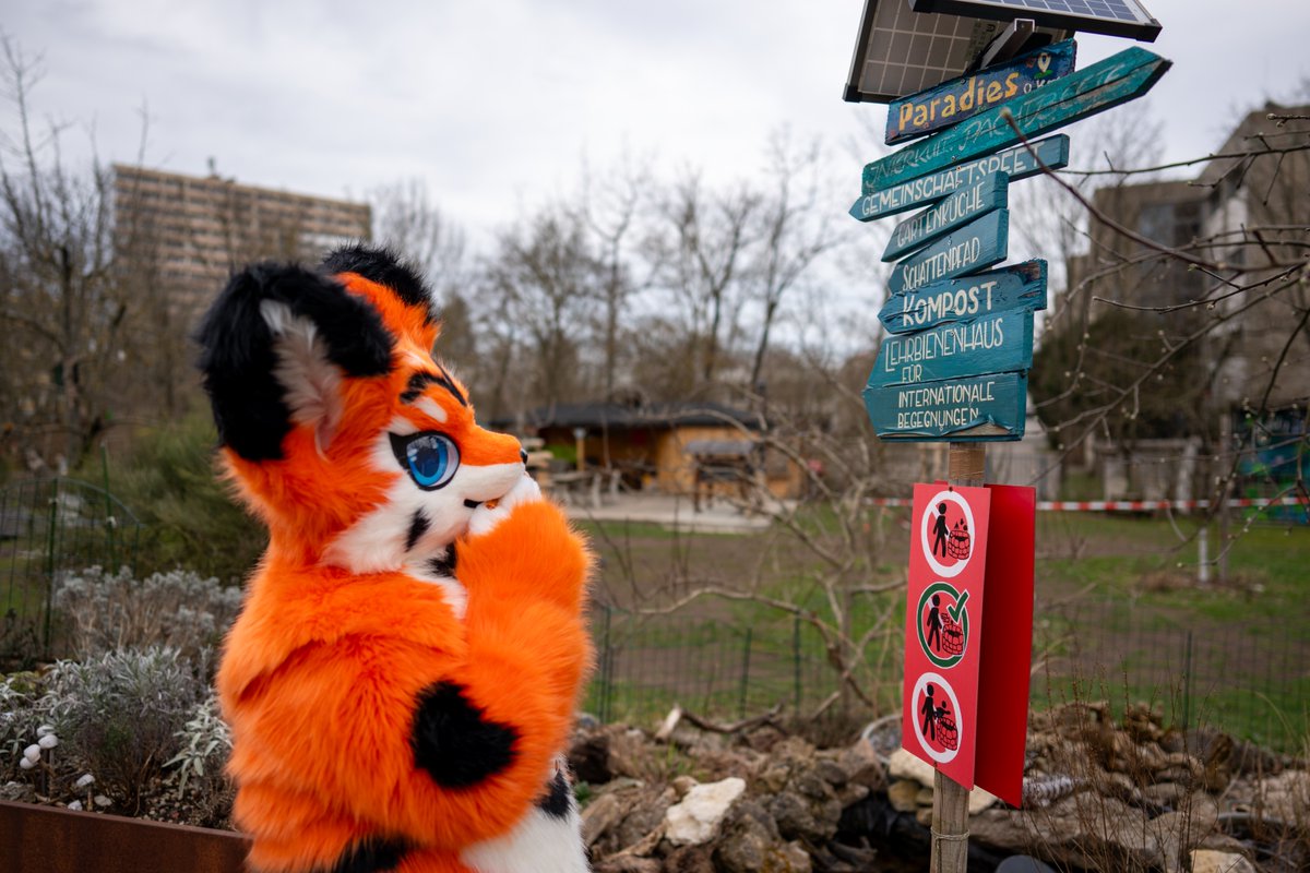 Which way to go? 📷: @LennyaaFluff #FursuitFriday #Fursuit #JuziMandarinFox