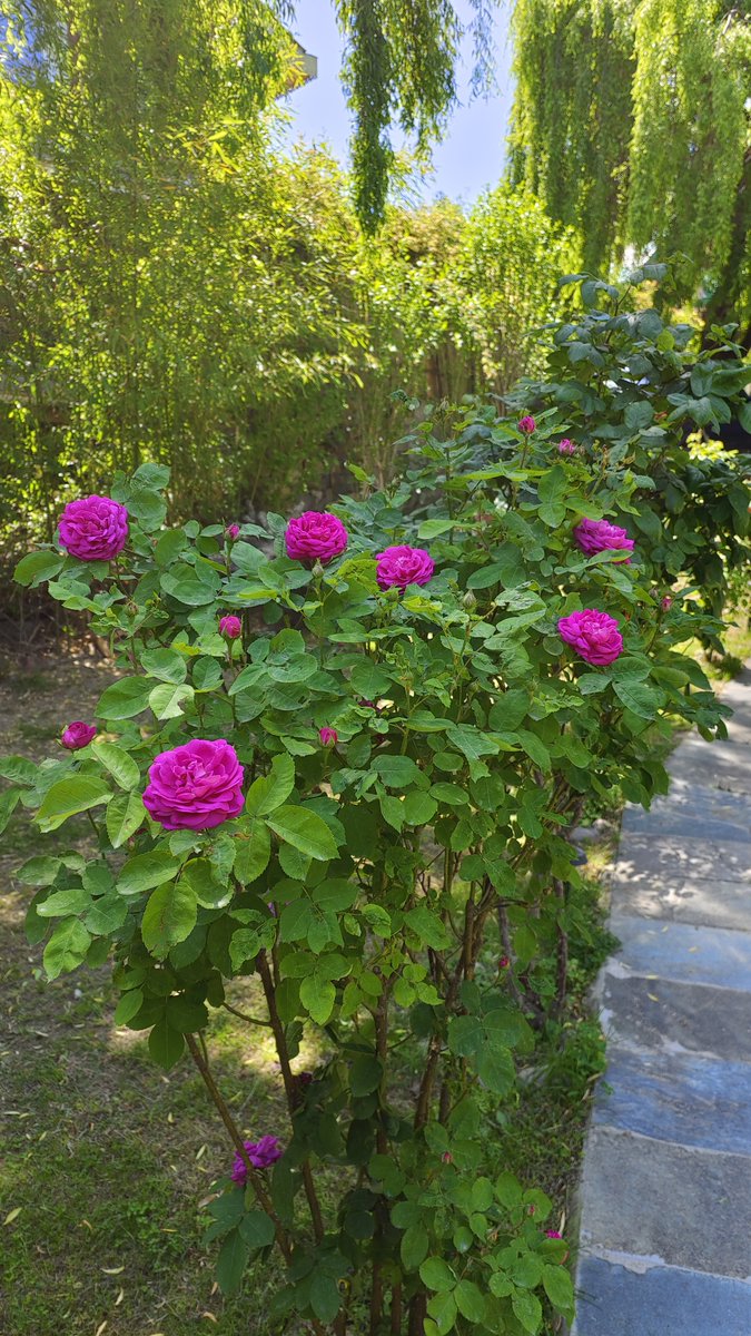 Red or white roses might look the most pretty but their scent is nothing compared to these ones. These are local variety and you can smell them upto 10 feet away. A patch of them will make an entire small area smell differently. #roses #flowers #garden #HimachalPradesh