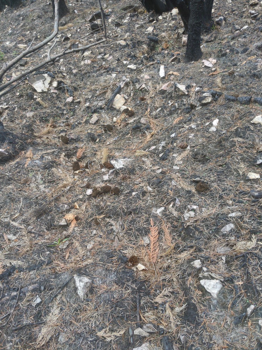 Powerpol's tweet image. I am shocked by #AdamsLakeIndianBand response to the morel pickers in the Lee creek area @sophielui  and @GlobalBC  gathering mushroom and berries is way of life for many. Pickers here are well informed of crown pick areas, respect others and the environment.