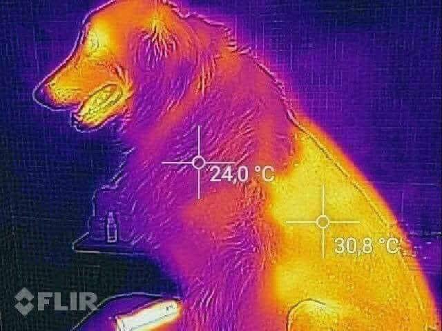 Aquí hay una imagen térmica de un perro con una parte de su cuerpo sin afeitar que tenía una temperatura de 24 ° C y la parte del perro que se afeitó tenía una temperatura de 30 ° C. Esta es una de las razones por las que no debes rapar el pelaje de tu perro, pensando que se