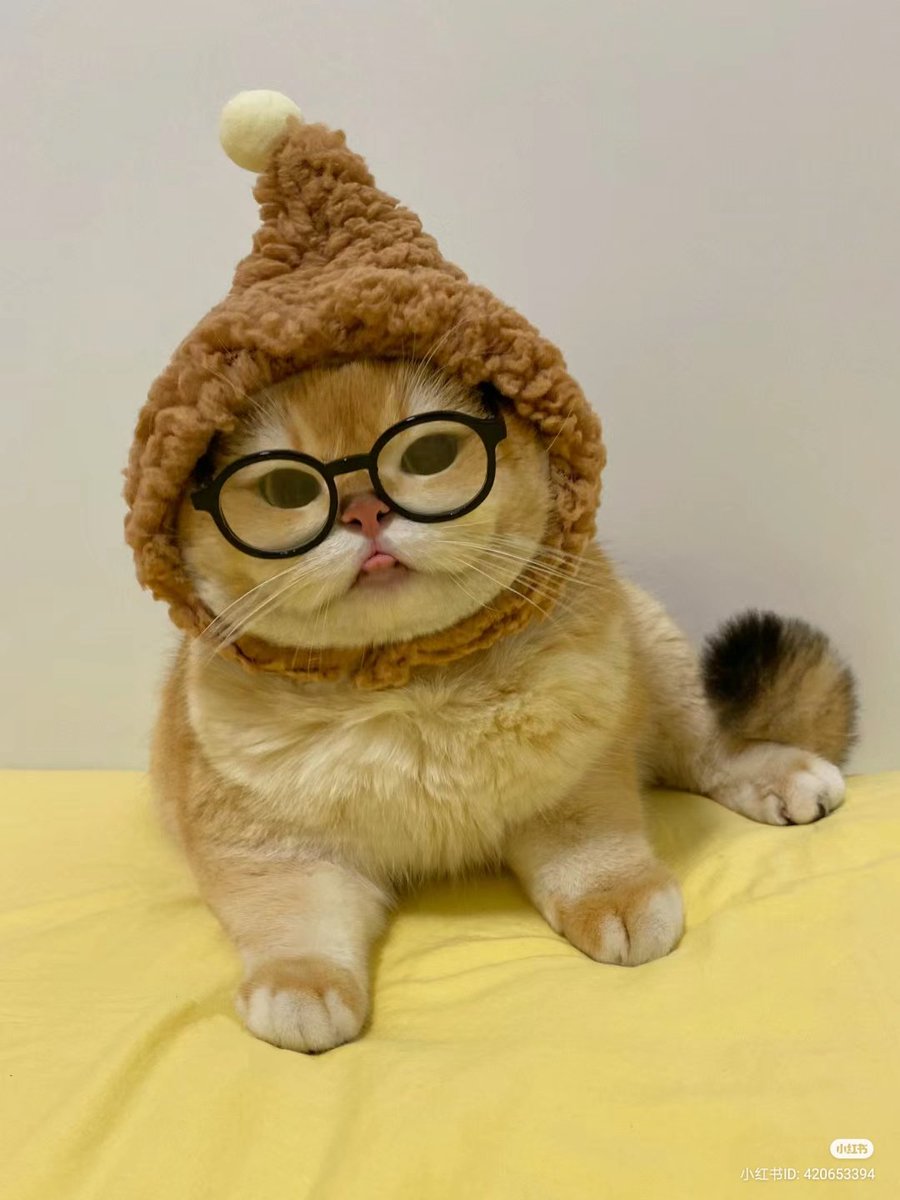 nocontextscats's tweet photo. 🤓 https://t.co/a5NdFlVfIA