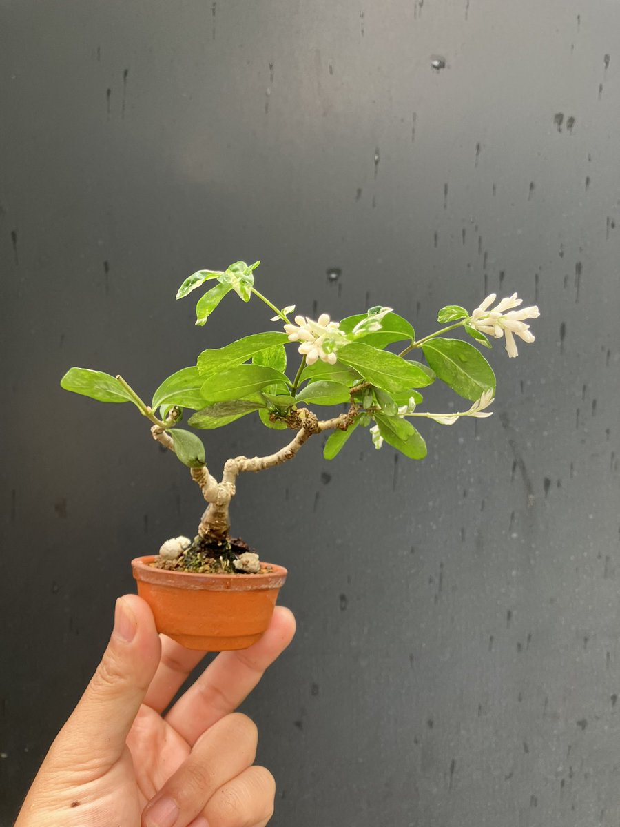 斑入りのイボタさん。
お花咲いてます！

#盆栽
#小品盆栽
#ミニ盆栽
#豆盆栽
#bonsai
#bonsaitrees 
#gardening