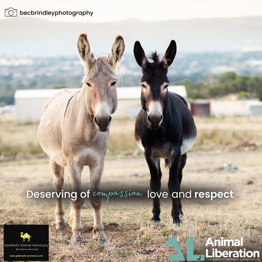 Today is World Donkey day 🩷 These two beautiful boys - Jake and Elwood are living out their lives at Galahad's Sanctuary after being rescued from a roadside attraction next to a petrol station. 
Every sentient being deserves kindness, respect and compassion. 🩷