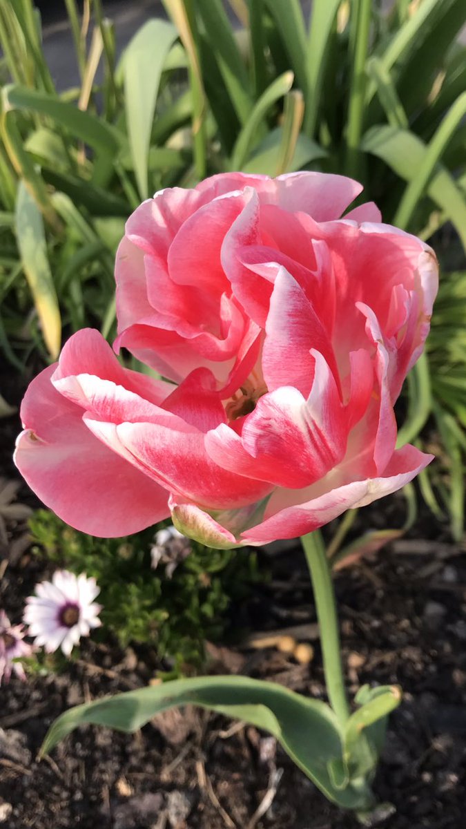 Morning 🌿…. #TulipTuesday 🌷…. Have a blinder…. HAPPY DAYS!!! 😊#GardeningX #Tulips #MyGarden #FoodForTheSoul #GoodForThePlanet #Gardening #PositiveVibesOnly