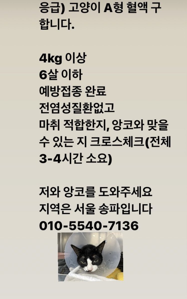 혹시 알티해줄수 있을까 친구들아..
어제부터 아프다고 연락받고 눈물이 났는데 그냥 마음이 불안하다ㅜㅜㅜㅜㅜㅜㅜㅜ 앙코야 조금만 버텨줘 애기고양이야….