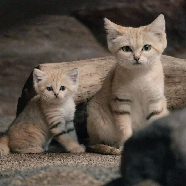 A Sand cat and her mini meow. Cute but tough survivors