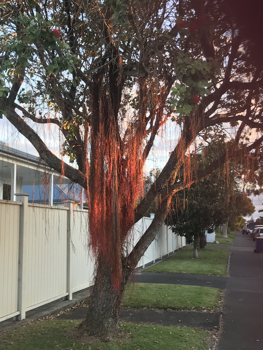 pohutukawa in the evening light. some flowers on the tree & two tui flitting around.