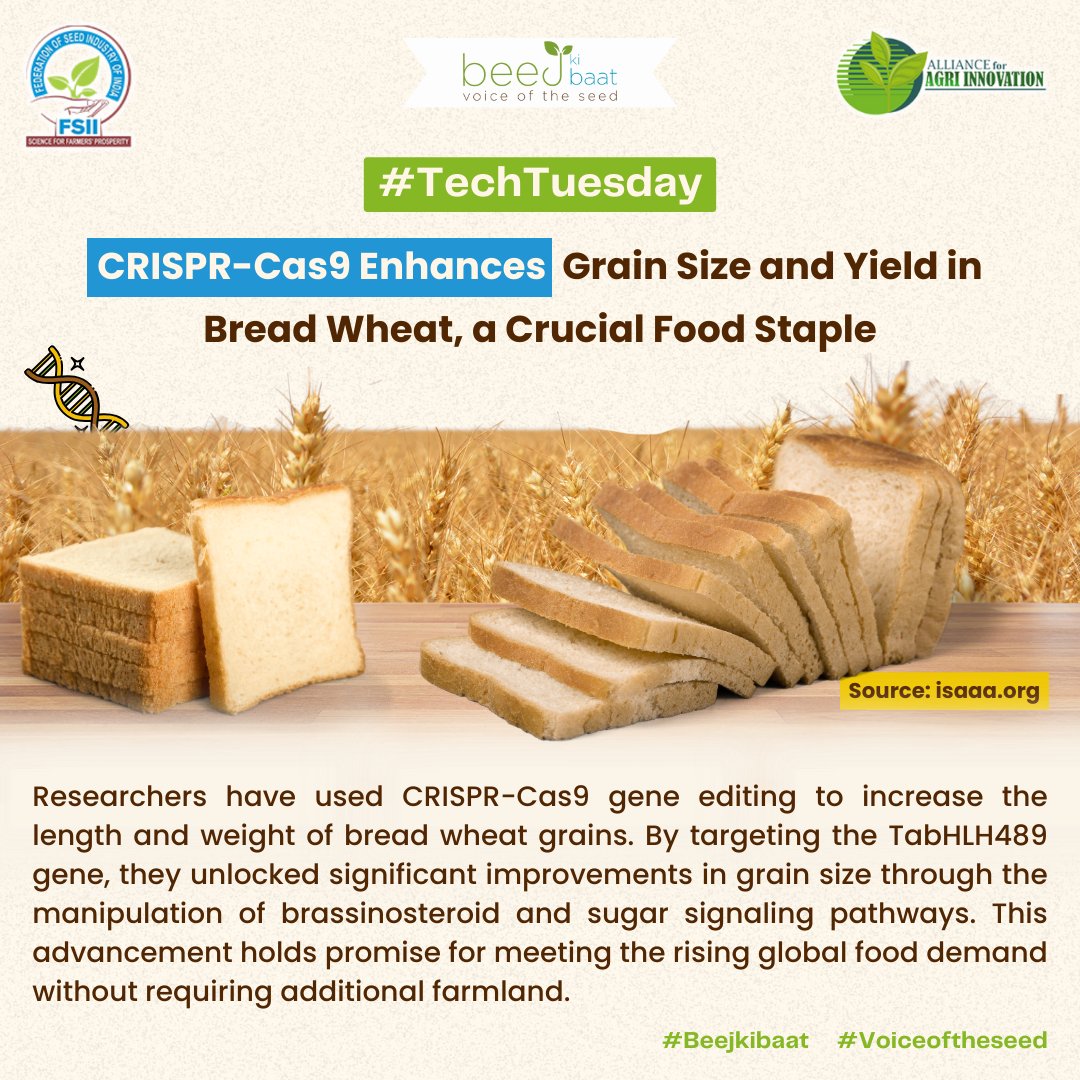 CRISPR-Cas9 #geneediting increases bread #wheat size and weight by modifying the TabHLH489 gene, enhancing #agricultural yield per hectare and supporting sustainable #globalfood production.

#agriculture #agritech #techtuesday #research #beejkibaat #voiceoftheseed #fsii