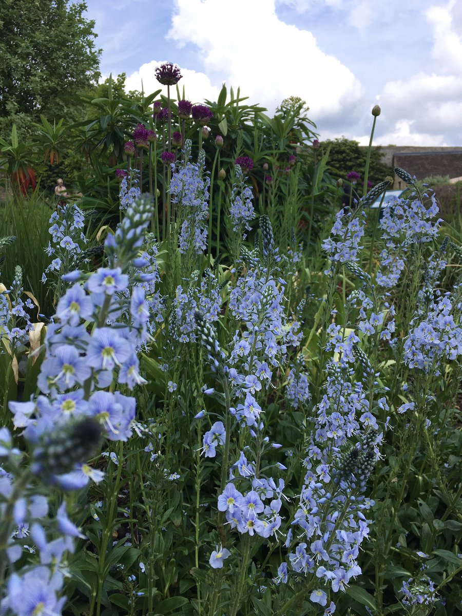 Good morning. Saw this lovely flower yesterday whilst at #BurghleyHouse I think it may be Veronica Gentianoides. Happy Tuesday #GardeningX #FlowersOnX #springflowers