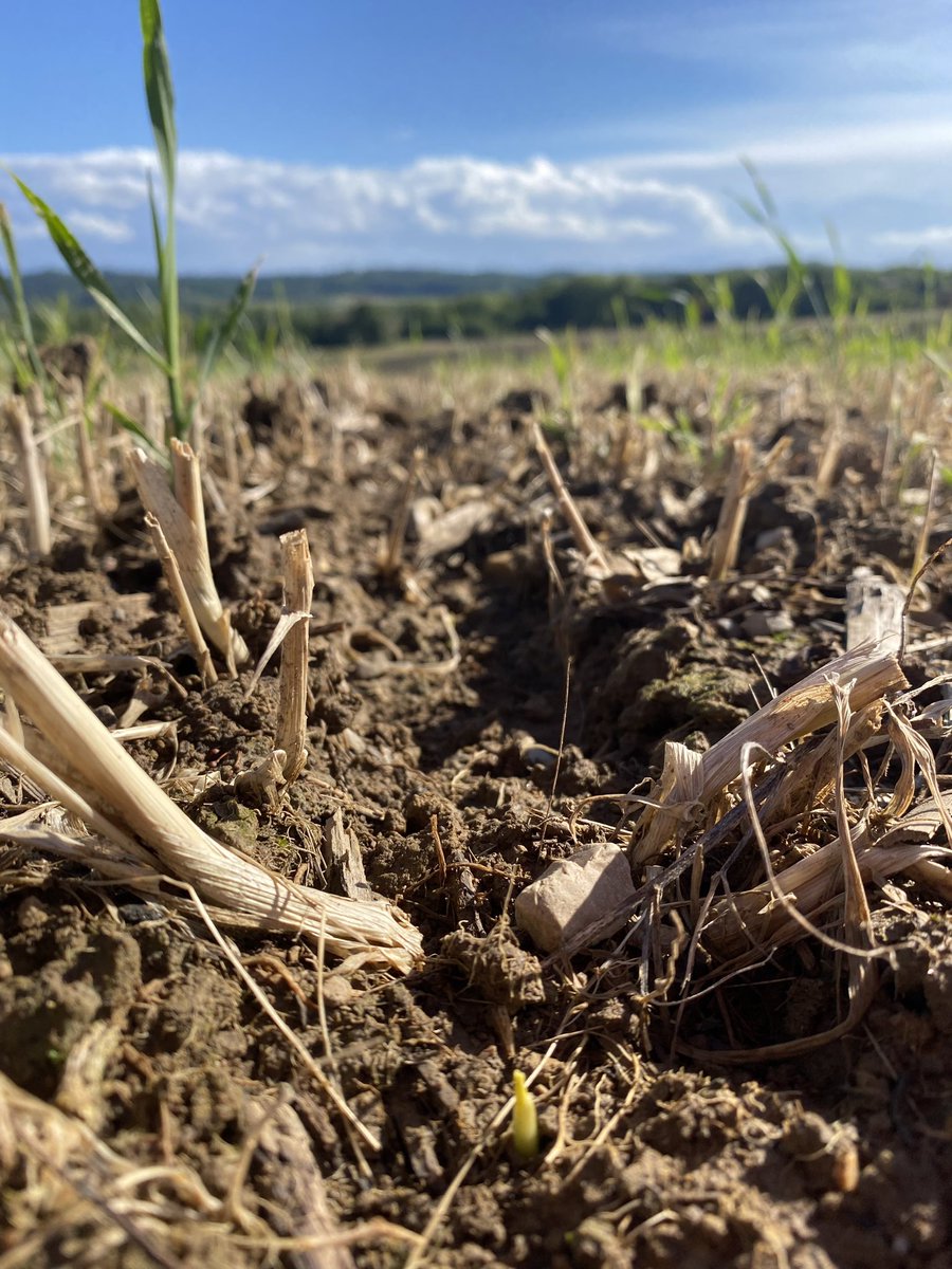 J+ 12 et une Levée très homogène 🌱 <a href="/PioneerSeeds/">Pioneer Seeds U.S.</a> malgré des conditions froides et humides ☔️ 
85 % levée #Day1 👌 <a href="/PrecisionPlant/">Precision Planting</a>