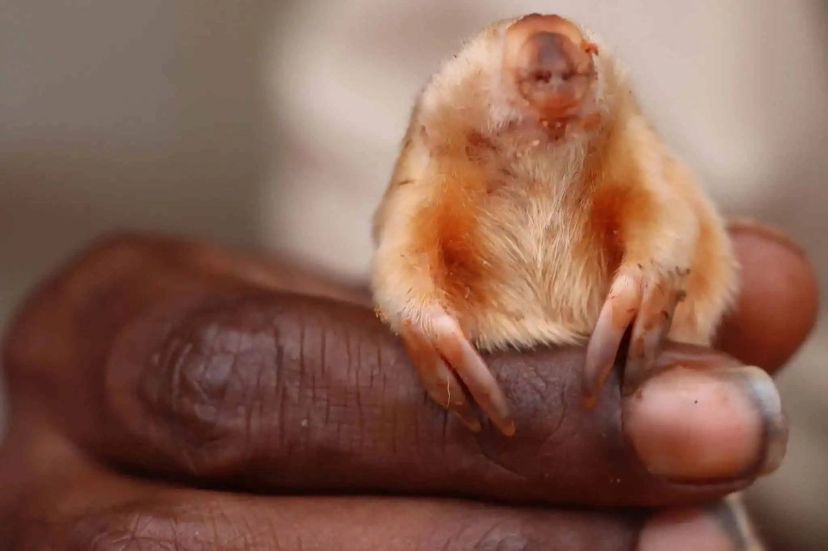 Very rare marsupial mole sighted in Australia. It’s so tiny it fits between your fingers Tiny and living in the desert, this mole is one of the most elusive mammals of Australia. zmescience.com/ecology/animal…