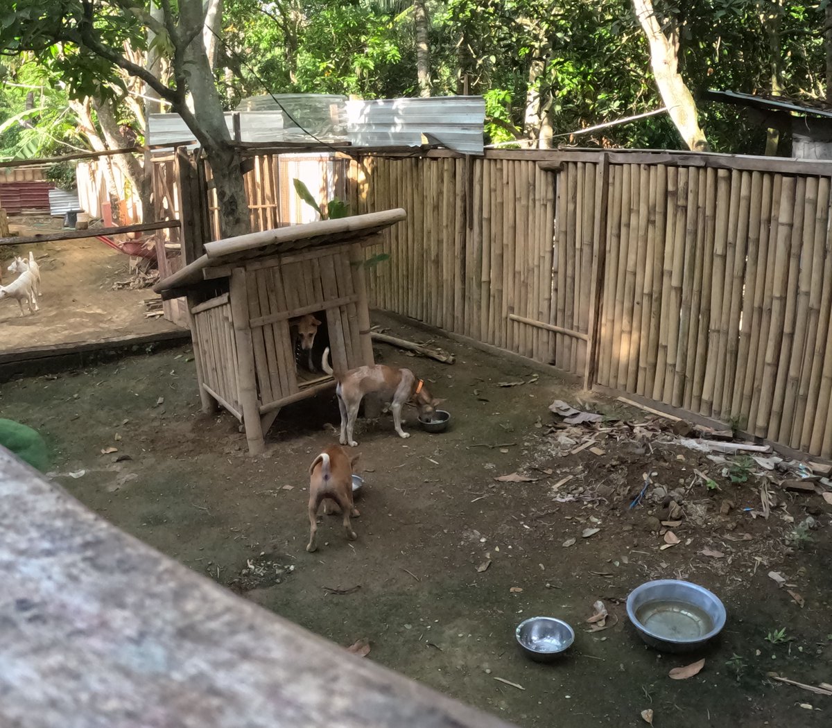 Shelter for Lombok Dogs (@shelter_lomdogs) on Twitter photo 2024-05-07 01:00:17