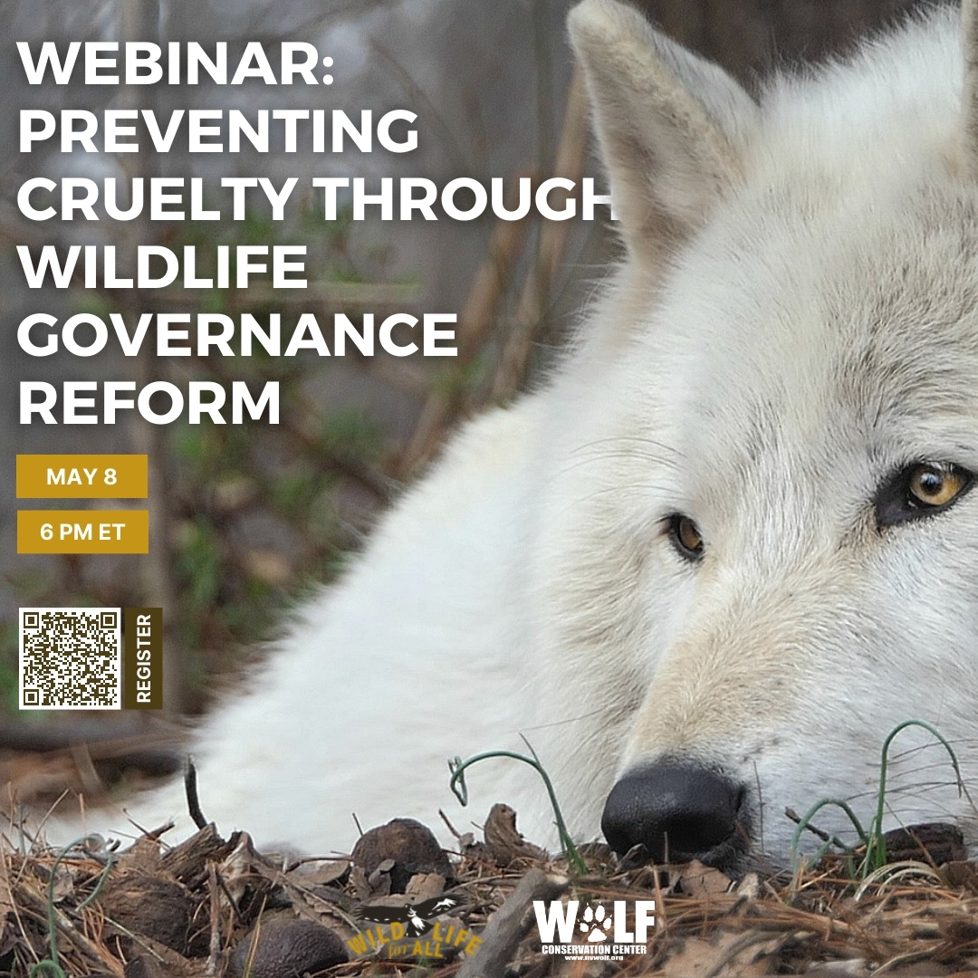 TOMORROW! Join the WCC + @wildlifeforall for a free webinar on May 8 at 6 pm ET to discuss how wildlife governance reform can prevent future cruelty to wildlife. Register now ➡️ nywolf.org/justice-for-al…