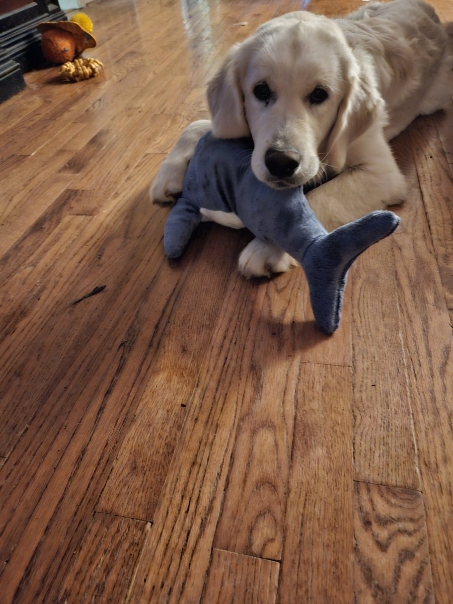 I got a new fren!  I can't pronounce his name but he is very soft 🥰