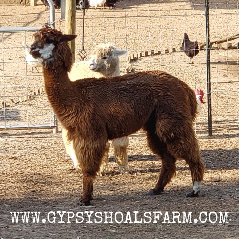 Alpacas weigh roughly 120-140 pounds when fully grown. 🦙💜🦙 l8r.it/XxfU #gypsyshoalsfarm #alpacafarm #alpaca #farmlife
