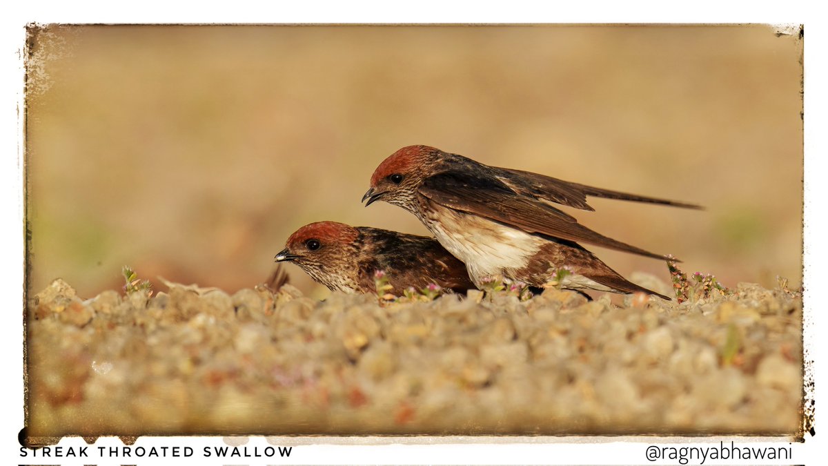 @kirola_hemant Lovely. Here's a Streak Throated Swallow duo..#IndiAves #ThePhotoHour #TheDuos