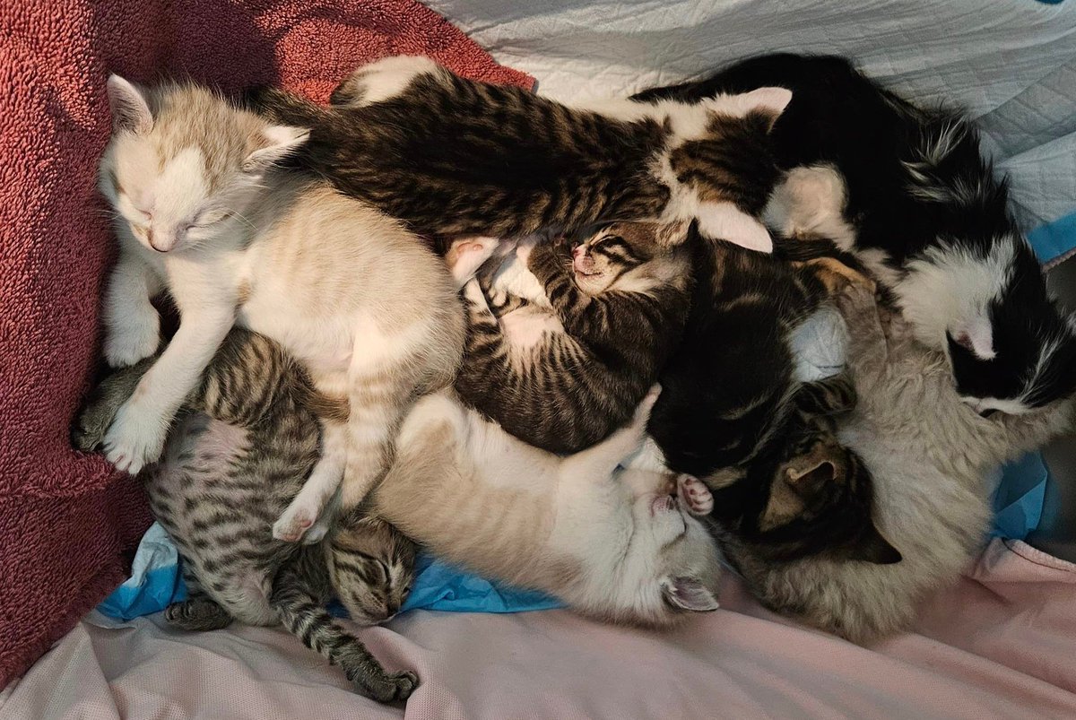 'How many kittens can you count?'
PURRlease supPURRt our mission to help with the many #tinybutmighty like these cuties.
#lifeinthefosterhood #kittens #fosters2024 #ittakesavillage #gratitude