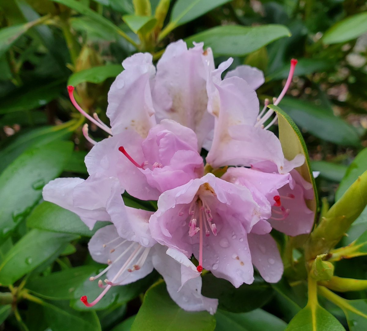 #rhododendrons are starting to bloom. 20240506 1700 taken with cellphone.