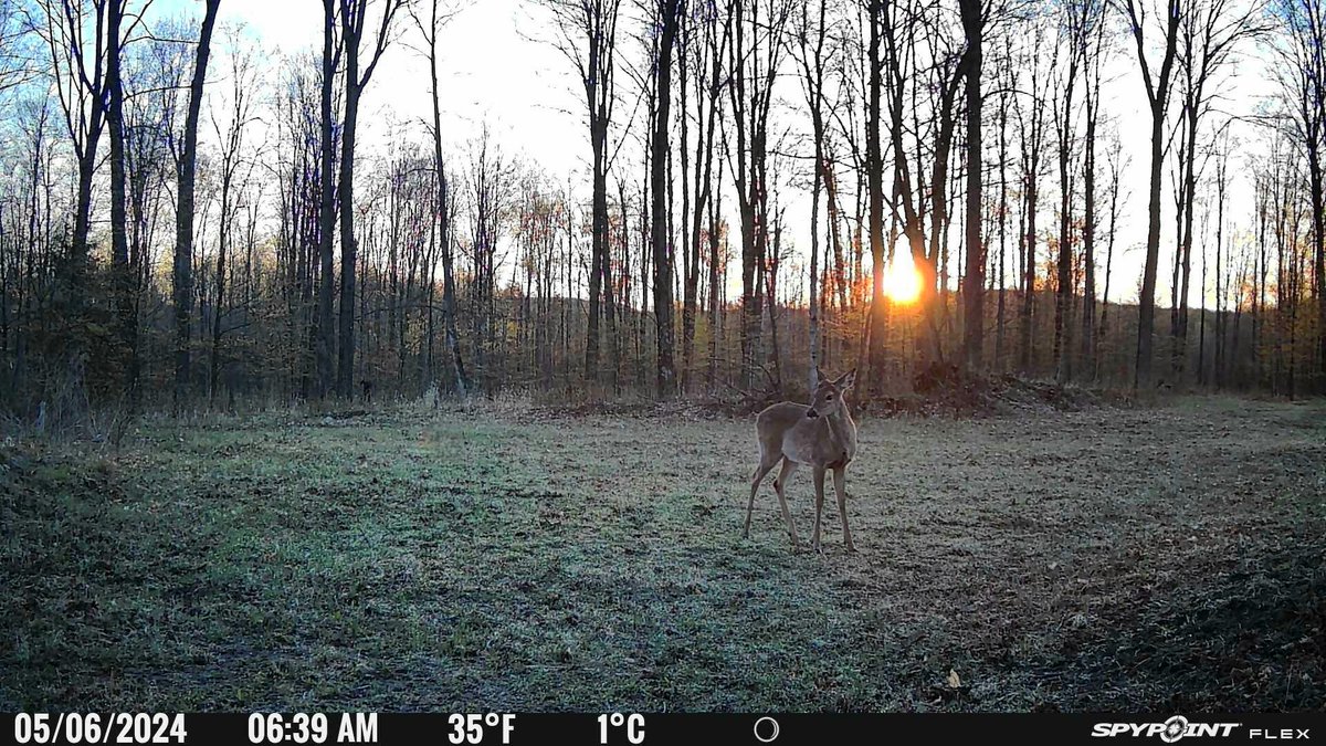 Venison Sunrise..