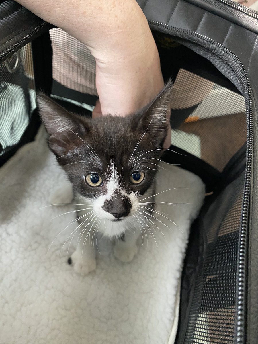 We didn’t plan on getting another cat after Bow passed, but then <a href="/MaxCookie/">M</a>’s cat had kittens and well… Meet Olive