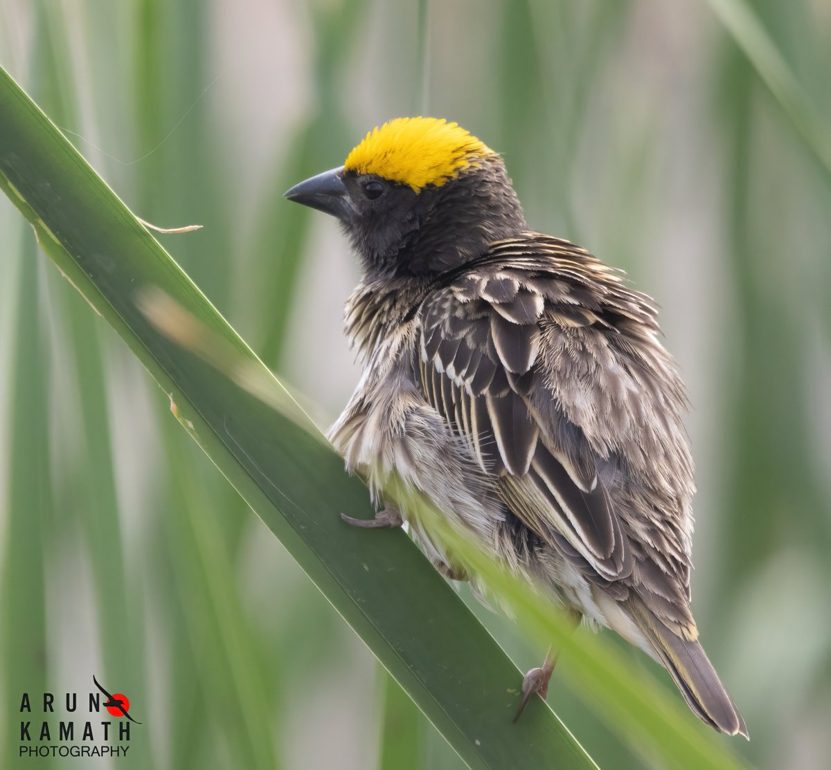 The summer is here and the weavers are also active. Here is a streaked weaver feom the weekend #birding among the reeds. They make the nest inside reeds unlike baya nest. #indiaves #TwitterNaturePhotography #birds