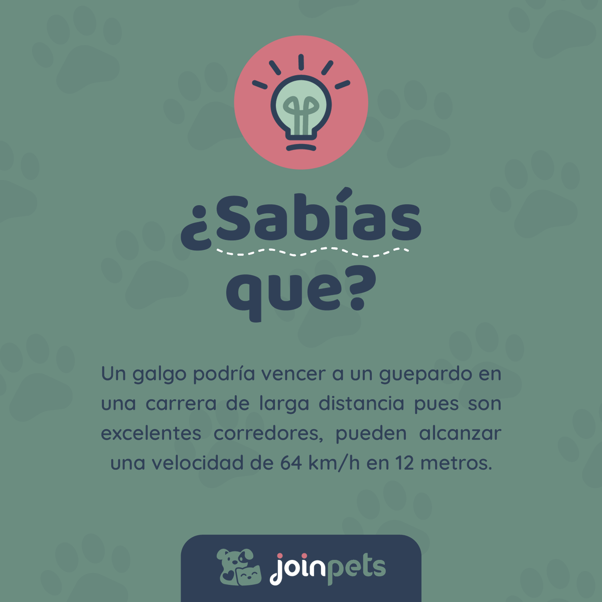 🤔 ¿Sabías que un galgo podría vencer a un guepardo en una carrera de larga distancia? 🐕
.
.
.
.
#fypシ #fypage #fyp #parati #ecuador #perros #amantesdeperros #cachorro #mascotas #mascotasfelices #curiosidades #sabiasque #curiosidadesdeperros #doglovers #petlovers