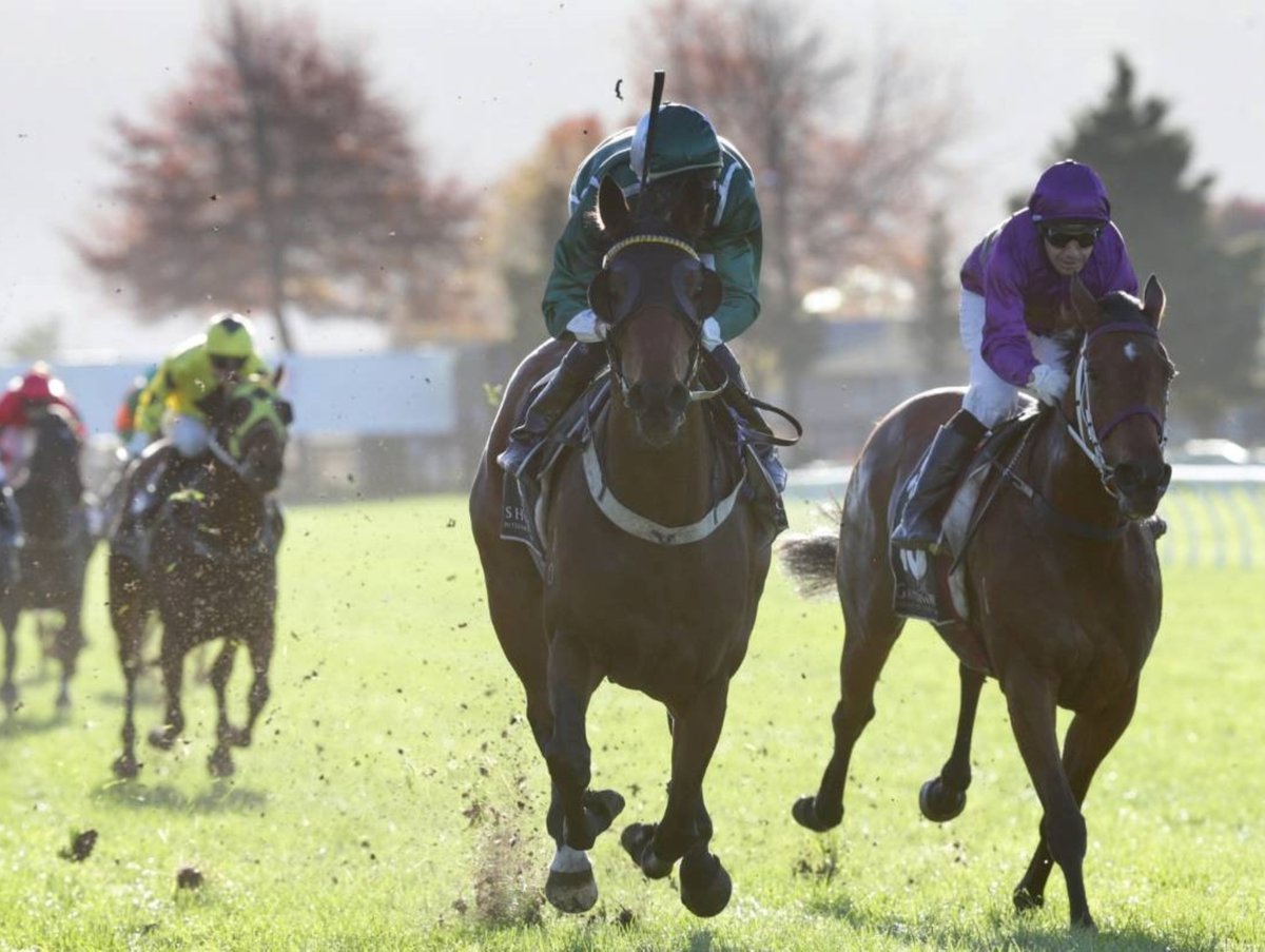 Saturday sees the running of the Rotorua Stakes-Gr.3; Challenge Syndications won it in 2015 with the Lance O'Sullivan & Andrew Scott-trained Fascination Street, with Mickey Coleman aboard. challengeracehorsesyndications.com