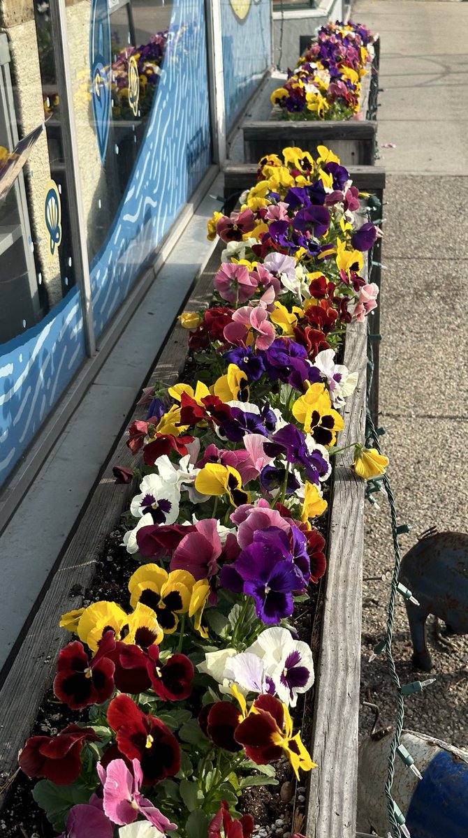 meappie's tweet photo. Quote Tweet with your Flower Media💛💜🩷❤️🤍 https://t.co/nYCoehMAIj