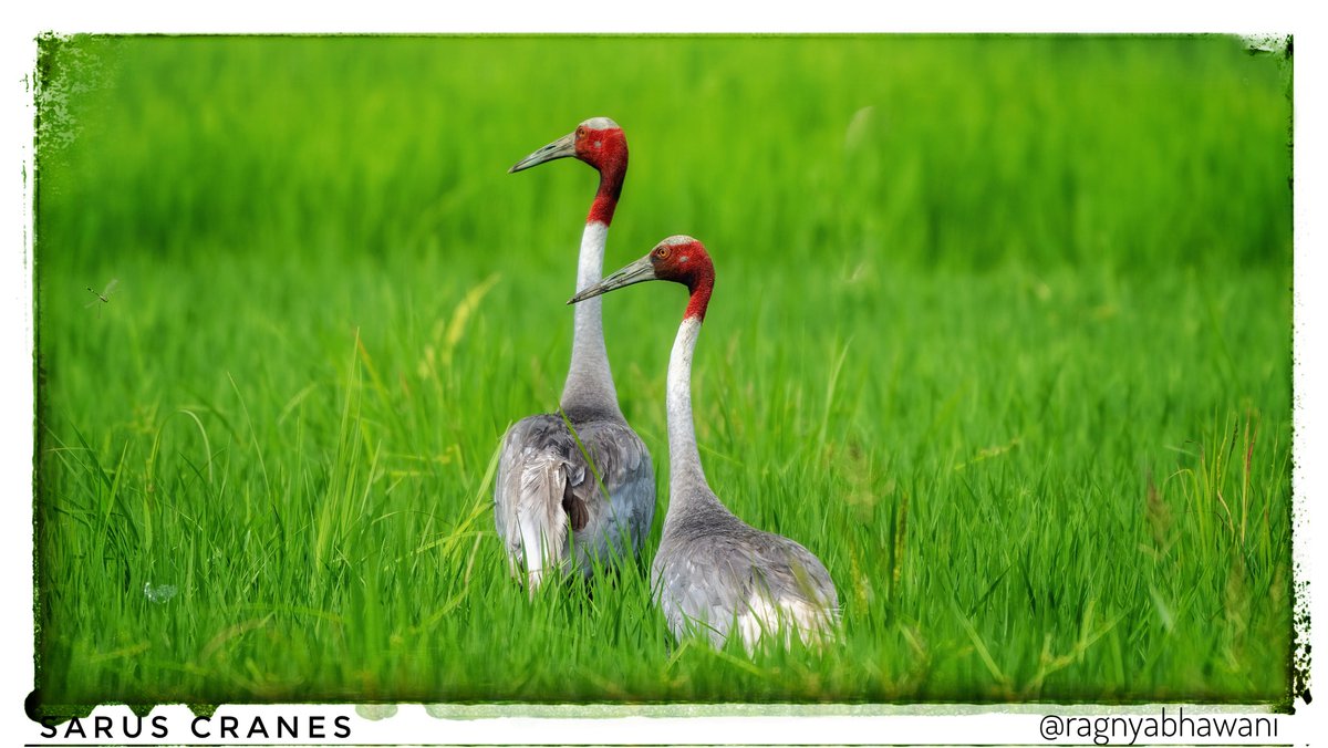 Suprabhat 🙏 
Sarus Crane Pair 
#TwosDay
@SonyAlpha

#SonyAlphaShots
#BirdsSeenIn2024 #birdwatching 
#IndiAves  #natgeoindia
@sanshali1 @Devahoothi @bahutbadadanda @Krishnaa_Murari
@ClimbhiKc @parrrrag