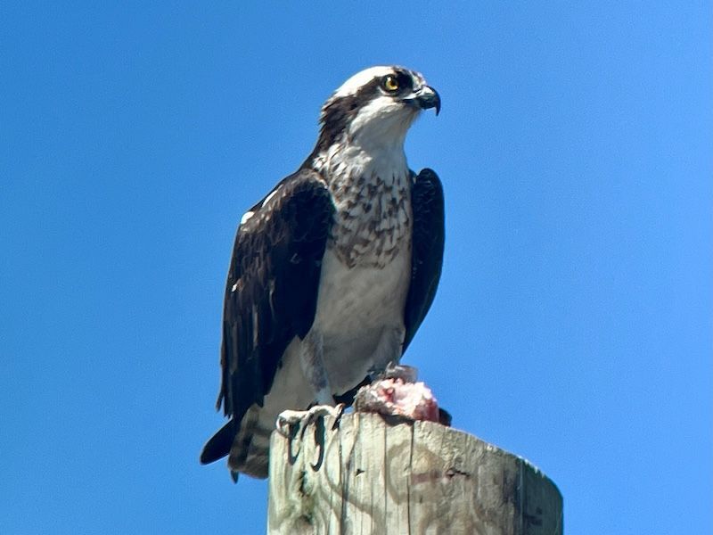 Lisa Ann Fanning in Cape May, New Jersey, captured this interesting shot of a female osprey sitting on a telephone pole on April 26. Thank you, Lisa! 🐦📸 See more great photos in EarthSky Community Photos, and send us your own images, too! earthsky.org/earthsky-commu…