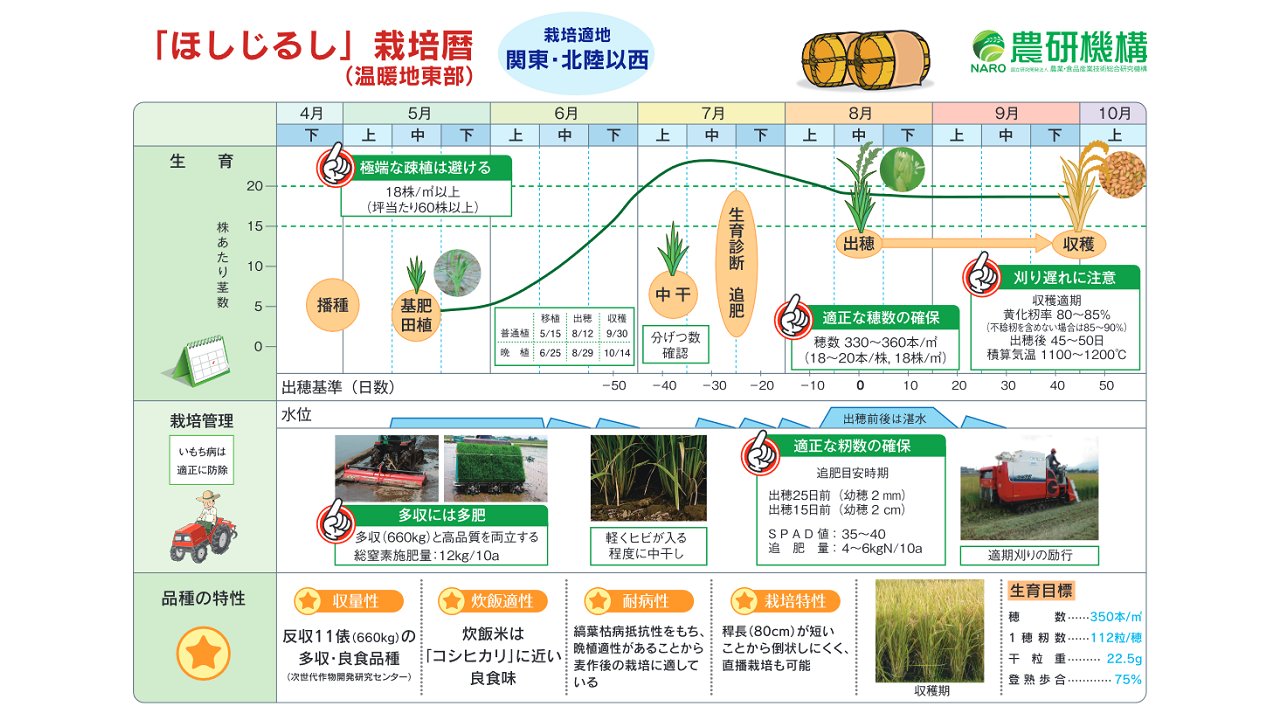 イラストみんなの農業教室 4 水稲の増収技術 送料無料 イラストみんなの農業教室 4 水稲の増収技術 送料無料 イラスト