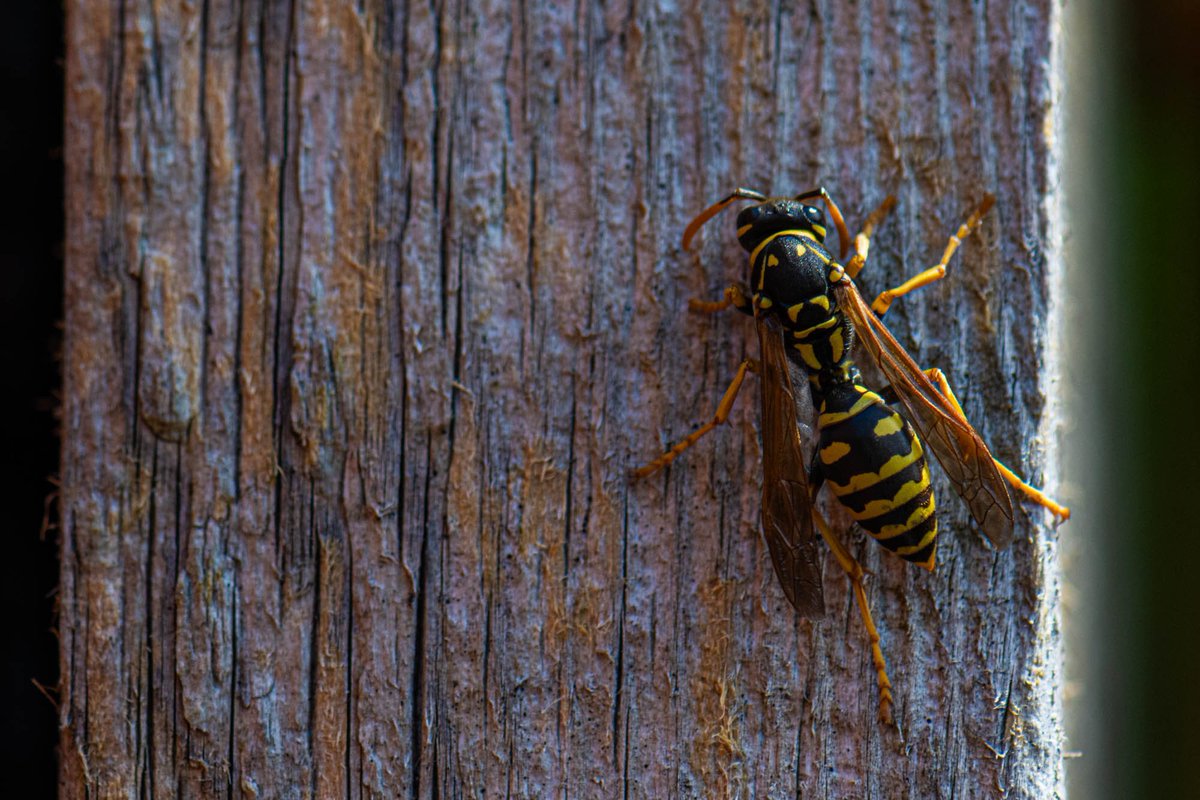 MarksGonePublic's tweet image. I have this wood post in the yard that the #wasps love. They come back every year and take strips off it. You can see all the areas in brown where they have been eating away on the wood. #NorthVan 

I asked chat GPT4 Why?

Wasps often strip wood to create material for building…
