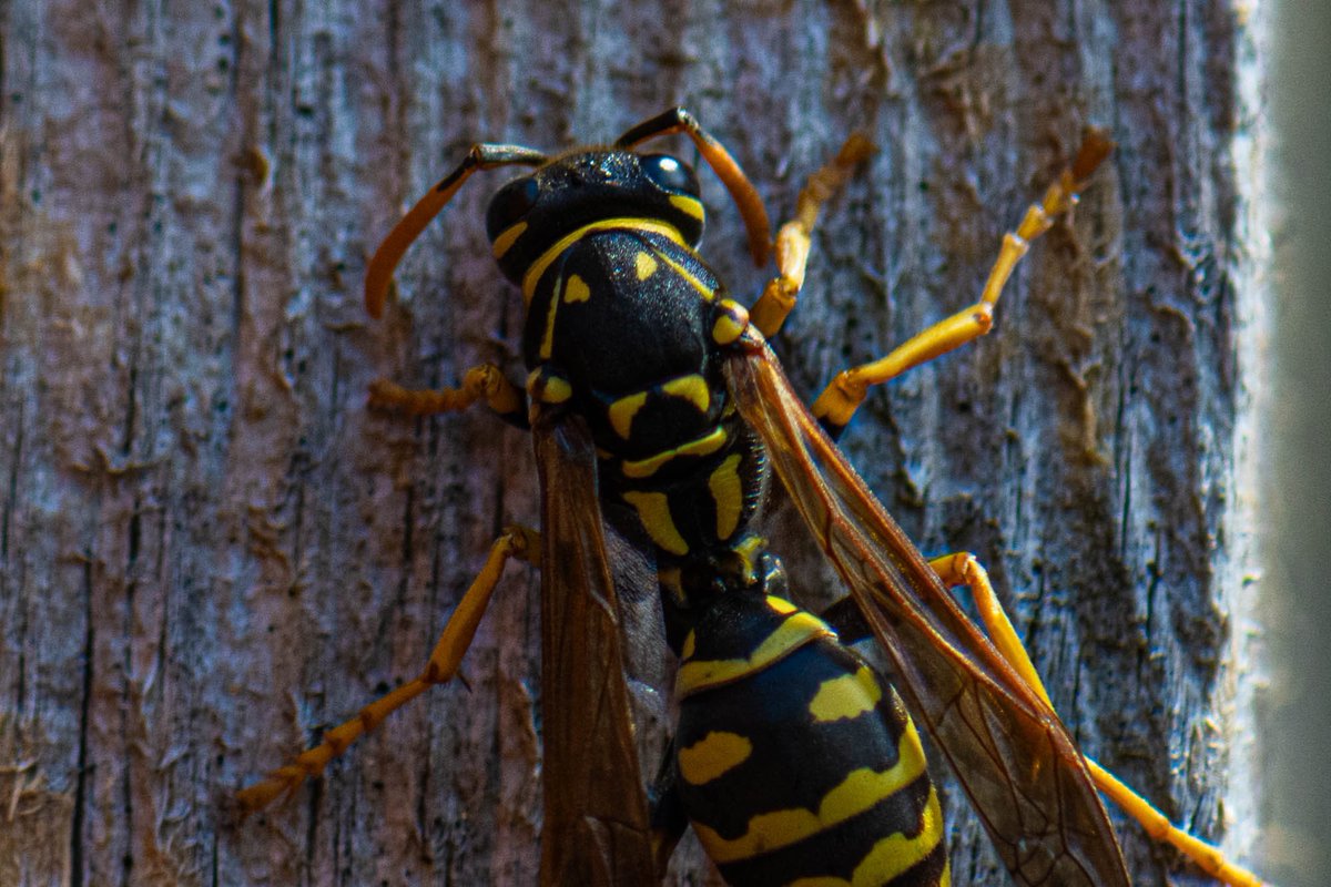 MarksGonePublic's tweet image. I have this wood post in the yard that the #wasps love. They come back every year and take strips off it. You can see all the areas in brown where they have been eating away on the wood. #NorthVan 

I asked chat GPT4 Why?

Wasps often strip wood to create material for building…
