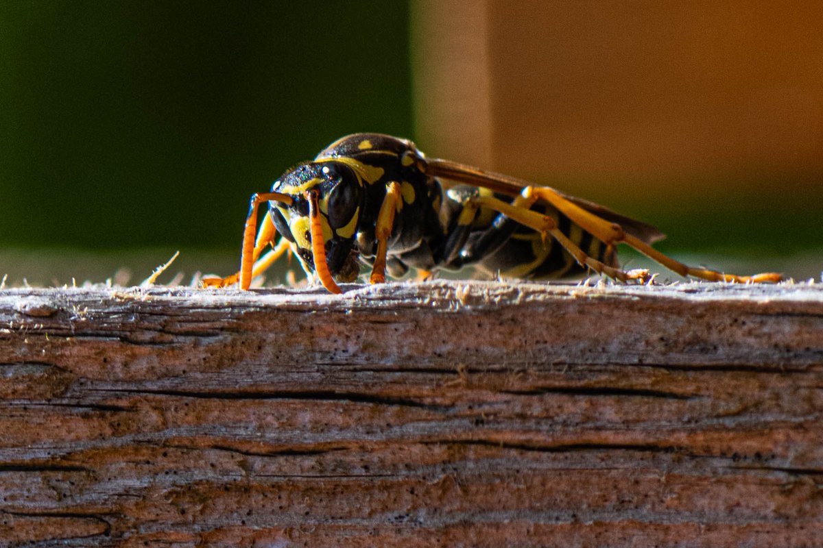 MarksGonePublic's tweet image. I have this wood post in the yard that the #wasps love. They come back every year and take strips off it. You can see all the areas in brown where they have been eating away on the wood. #NorthVan 

I asked chat GPT4 Why?

Wasps often strip wood to create material for building…