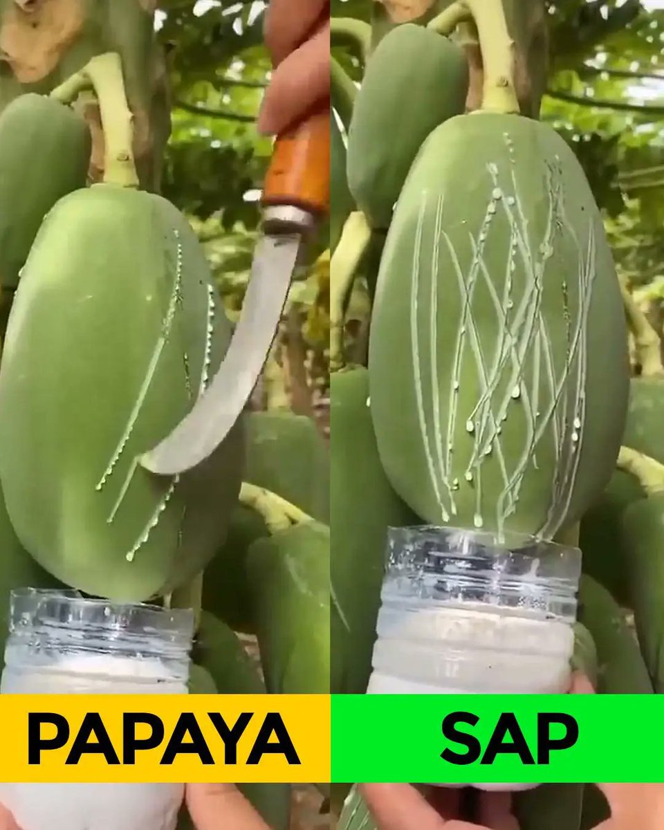 Many people like Papaya, but only few know the importance of the sap 🤔 Ask me .. #RjoladNursesWeek #RjoladHospital #RjoladNurses