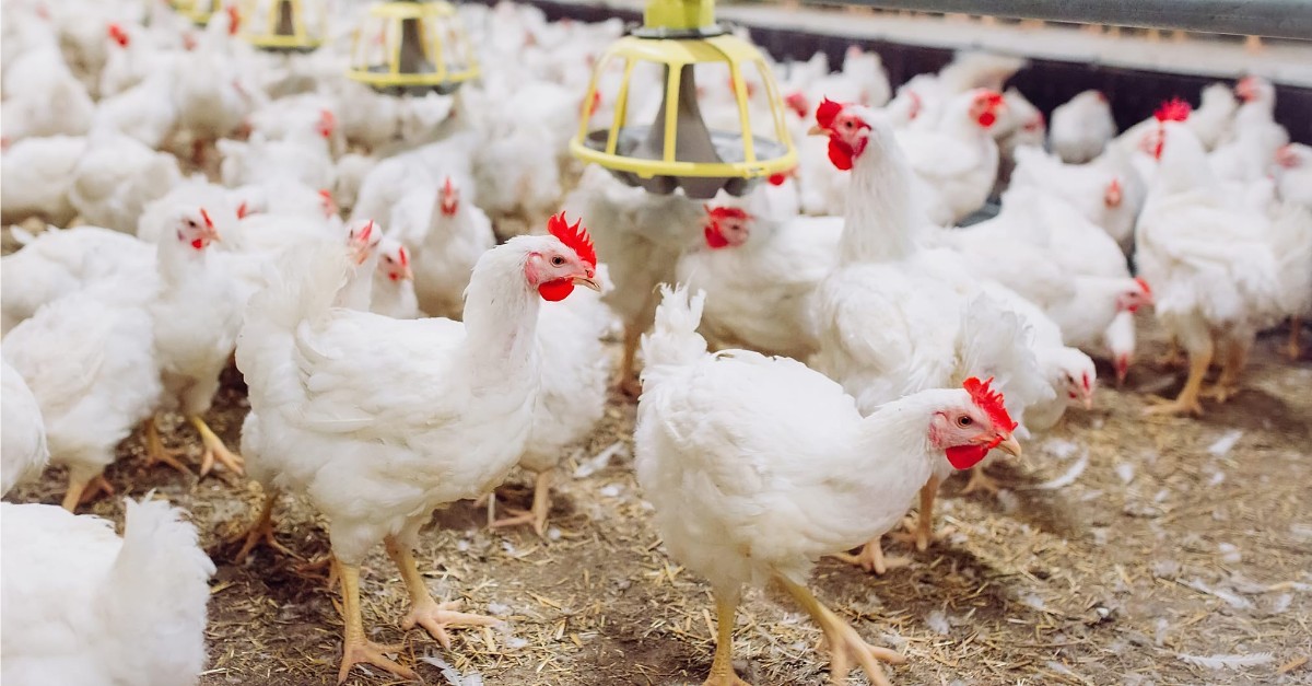 AgriFutures #Chicken Meat Program’s Open Call is seeking #research proposals that address one or more key focus research areas 🐔 The Open Call closes Friday, 7 June 2024 at 1pm AEST. Apply now 👉 bit.ly/3y2uDia