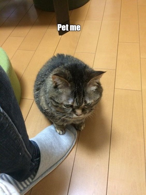 DontShowYourCat's tweet photo. petting optional https://t.co/meRCd2VLBJ