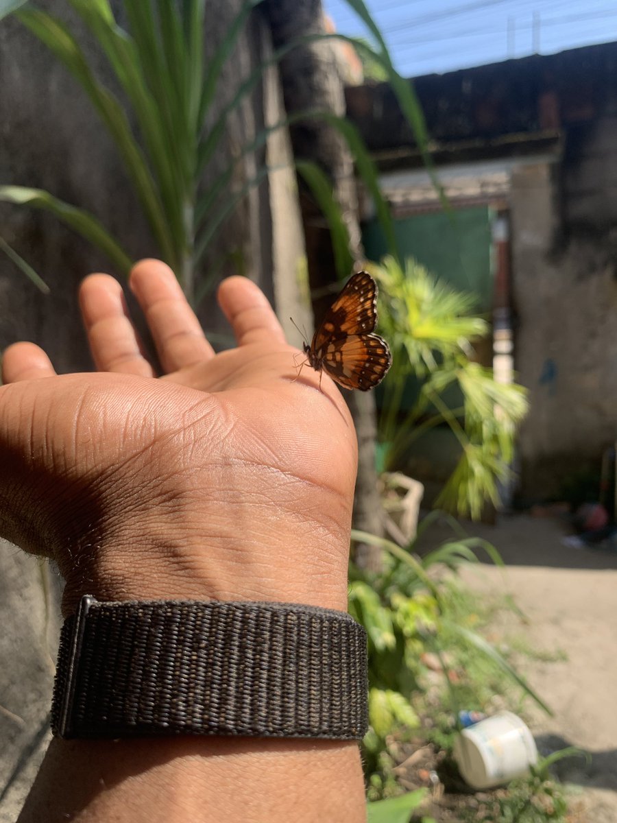 fontinelijv's tweet photo. É IANSÃ CONFIRMANDO !!!

Muita benção e Axé pra nós !
#Eparrey 🦋 https://t.co/4jN71RlIBG