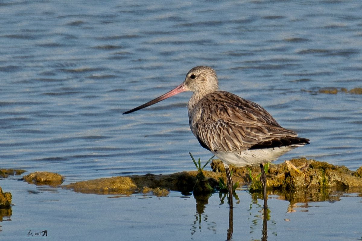 Bar tailed godwit is a large migratory wader which feeds on worms and shellfish in coastal mudflats and estuaries. 
It’s a near threatened species declared by IUCN. 
#IndiAves #BirdsSeenIn2024 #birdwatching #birdphotography #BirdsOfTwitter #BBCWildlifePOTD