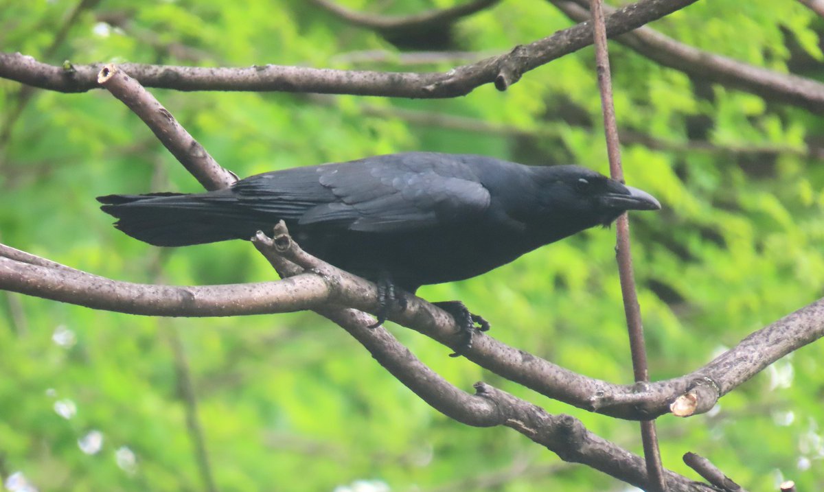 The fish crow was near The Cloisters (Fort Tryon Park). @BirdCentralPark #birdcpp