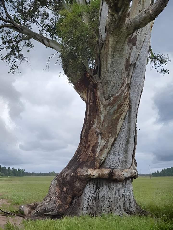 Tirelessly searching for the...... 😊
#thicktrunktuesday  
#oldtree  #tree  #May7th