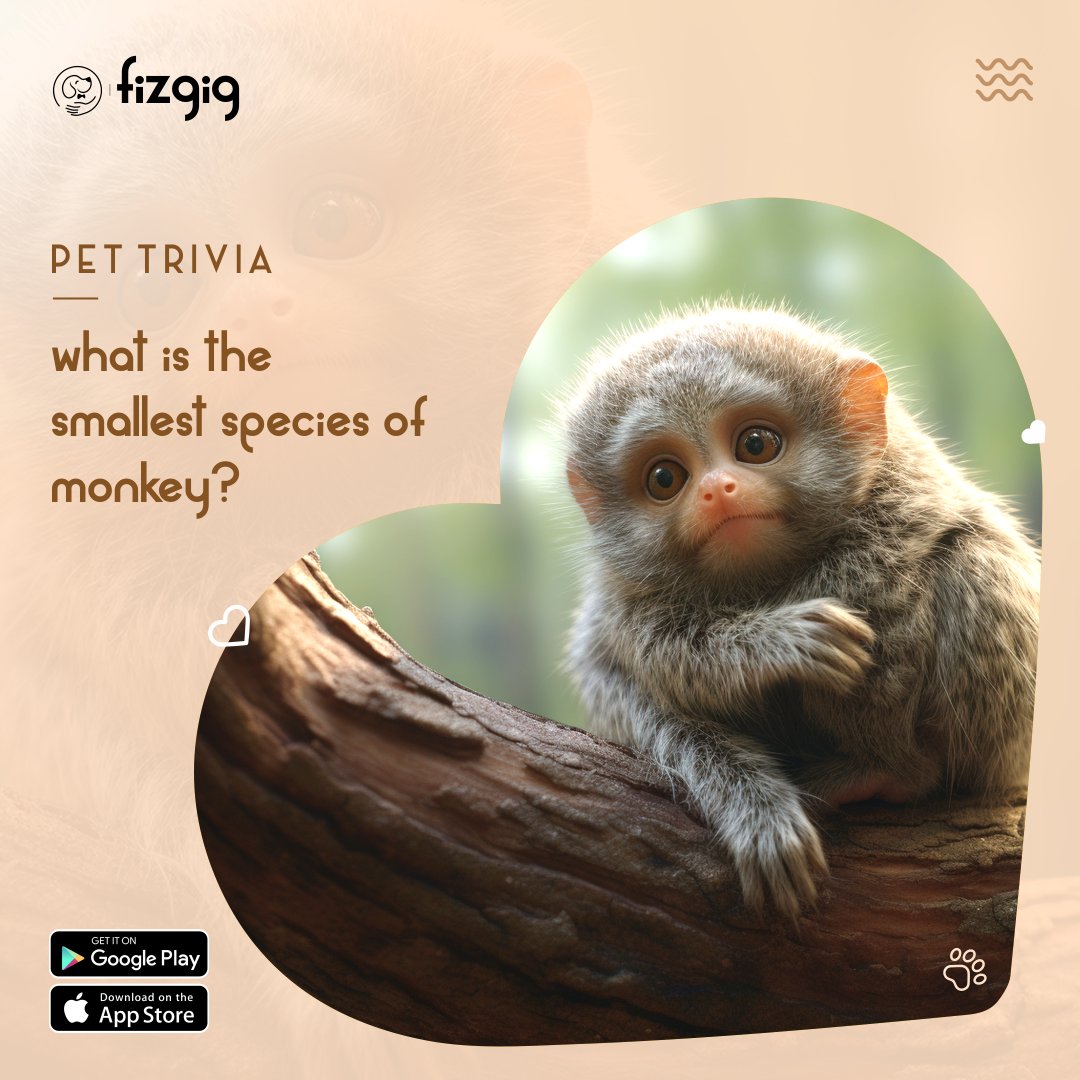🐒 #PetTrivia time! Can you name the smallest species of monkey? Reply with your guesses! 🤔 #FizgigApp #PetSitting 🐾