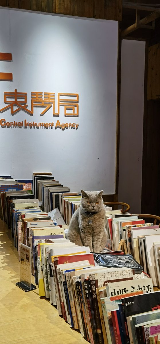 The cute cat in the bookstore
书店里可爱的猫