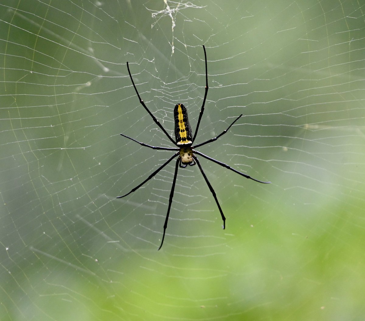 #1505 A Golden Orb Weaver spider for #TitliTuesday 

As I saw it!! 

#dailypic #TwitterNatureCommunity #IndiAves #ThePhotoHour #NaturePhotography #BBCWildlifePOTD #natgeoindia