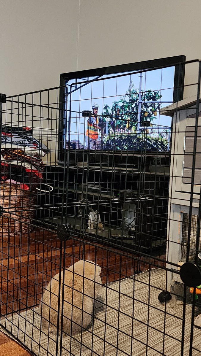 offwinger87's tweet image. Mochi taking in @FrshBakedDisney discussions on Disneyland Construction.