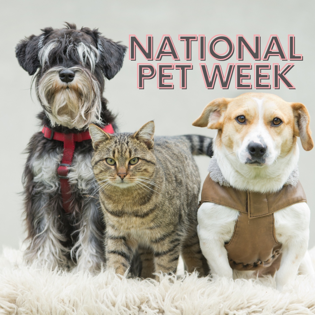 It's National Pet Week! Let's cherish the unconditional love and joy our pets bring into our lives. 🐶❤️🐱

#BocaPalmsAnimalHospital #BocaRaton #Veterinarian #AnimalHospital #PetVaccinations #BoardingServices #PetSurgery